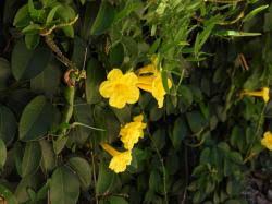 Image result for Bignoniaceae