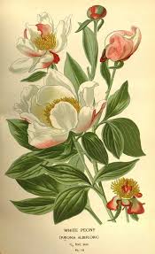 Image result for White Peony