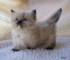 Available Munchkin Kittens For Sale & Cats For Adoption