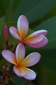 Frank S Photo Essays Flowers Nature Pretty Flowers Love Flowers