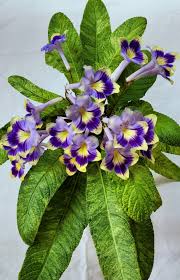Image result for Streptocarpus myoporoides