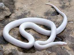 Blizzard Cornsnake Corn Snake Beautiful Snakes Pet Snake