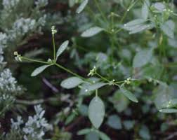 Image result for Euphorbia graminea