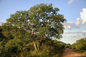 Image result for Pseudolachnostylis maprouneifolia