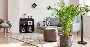 How To Grow And Care For Areca Palm Gardener S Path