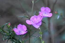 Image result for Geigeria filifolia