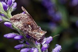 Image result for Syngrapha interrogationis