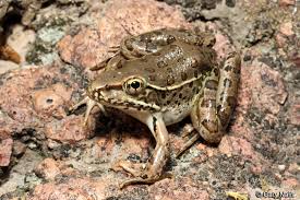 Image result for Lepidagathis andersoniana