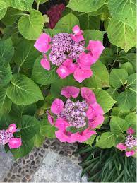 Hydrangea Wont Flower Uk Best Flower Wallpaper