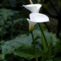 Have calla lilies delivered to someone special today. Compare Peace Lily And Calla Lily