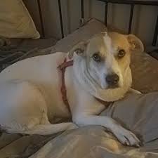 Maybe you would like to learn more about one of these? Puppies For Sale In Portland Texas Adoptapet Com