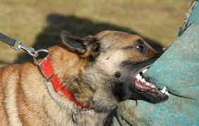 Maybe you would like to learn more about one of these? Arti Mimpi Dikejar Anjing Menurut Islam Kompasiana Com