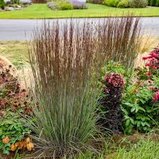 Image result for Schizachyrium sanguineum
