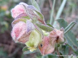 Image result for Hermannia floribunda