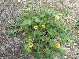 Image result for Arctotheca