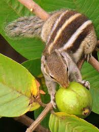 According to nowak (1999), funambulus comprises five species: Possession Kathberali Indian Palm Squirrel Funambulus Palmarum Also Known As Three Striped Palm Squirrel Indian Palm Squirrel Squirrel Indian Squirrel