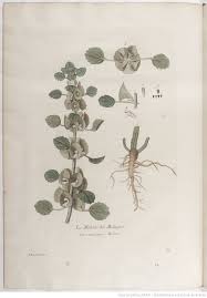 La Botanique Mise A La Portee De Tout Le Monde Ou Collection Des Plantes D Usage Dans La Medecine Dans Les Alimens Et Dans Les Arts A En 2020 Les Arts Art
