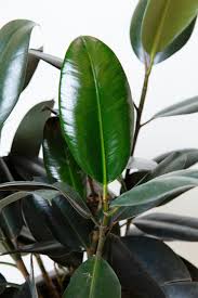 Image result for Hevea brasiliensis