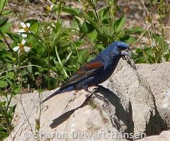 Image result for Passerina montana