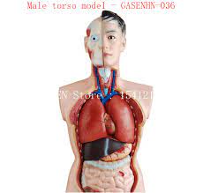 The torso or trunk is an anatomical term for the central part, or core, of many animal bodies (including humans) from which extend the neck and limbs.the torso includes: Trunk Anatomy Anatomy Drawing Diagram