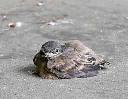 Image result for Vepris rogersii