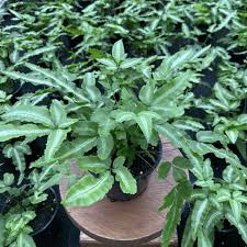 Image result for Pteris cretica