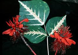 Image result for Erythrina × coddii