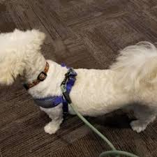 Los pinos pet grooming hola mi nombre es luis tomás un chico k amount adoro los animales soy grooming tengo 7 años de experiencia trabaje como manager de grooming en una de las mejores peluquerías k tiene la fl euro piem pet grooming haora. Best Grooming Salons Near Me July 2021 Find Nearby Grooming Salons Reviews Yelp