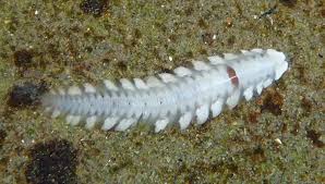 Image result for Acritochaete volkensii