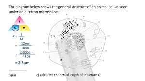 Click (or tap) the diagram for a simple labelled version. Microscopy And Magnification Ppt Download