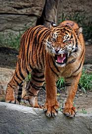 Pin On Tigers