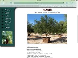 Olea European Wilsoni Non Fruiting Fruitless Olive Tree Sale Desert Trees Drought Tolerant