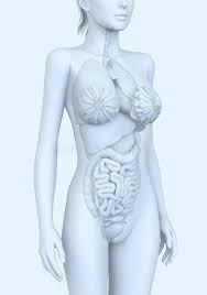 Quizzes on the anatomy of the internal organs. Organs Woman Stock Illustrations 3 323 Organs Woman Stock Illustrations Vectors Clipart Dreamstime