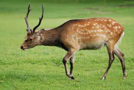 Turkiye De Nesli Tukenmekte Olan Hayvanlar Fallow Deer Most Beautiful Cat Breeds Animals