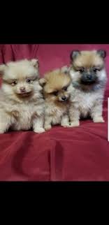 Live streaming webcams showing dogs, guide dogs, senior dogs and puppies. Pomeranian Puppies Puppies And Dogs For Sale Pets Classified Ad Oregonlive Com Dogs For Sale Pomeranian Puppy Pets