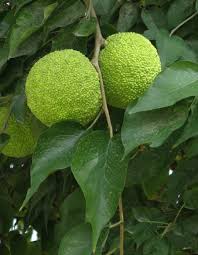 Image result for Maclura africana