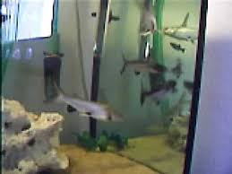 Weiterreichende informationen finden sie u.a. Meine Sharks Haie Youtube