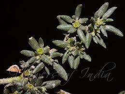 Image result for Trianthema