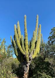 Most cacti have long roots which can spread out close to the. Pachycereus Pringlei Mexican Giant Cardon Cactus Seeds Cactus Kingdom