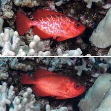 Hawaiian Reef Fish Species You Might Catch Off Maui Hawaii