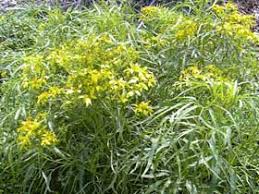 Image result for Bidens kirkii