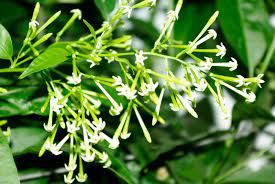 The philippines is an island country of southeast asia in the western pacific ocean. Flowers In The Philippines Flowersinthephilippines