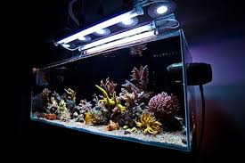How To Mix And Match Reef Aquarium Light Bulbs To Achieve The Right Look And Optimal Coral Growth Marine Depot Blog