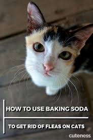 Kill Fleas On Your Cat The Natural Way By Using Baking Soda Cat Fleas Treatment Cat Fleas Fleas On Kittens