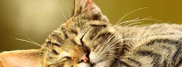 470 mall blvd (7 544,99 km) 38024 dyersburg, tn, us. The Pet Stop Home Facebook