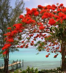 Royal Poinciana By The Sea Nassau Bahamas Royal Poinciana Flowering Trees Beautiful Nature