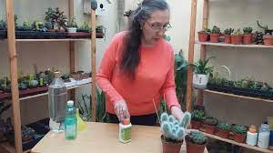 Que tus cactus estén perfectos. Abono Para Cactus Y Suculentas Youtube