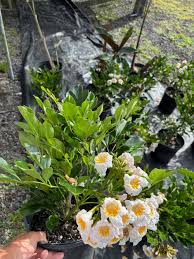 Image result for Radermachera