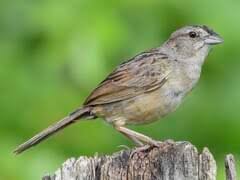 Image result for Burttia prunoides