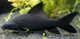 Black And White Striped Fish Freshwater Pin On Peixes